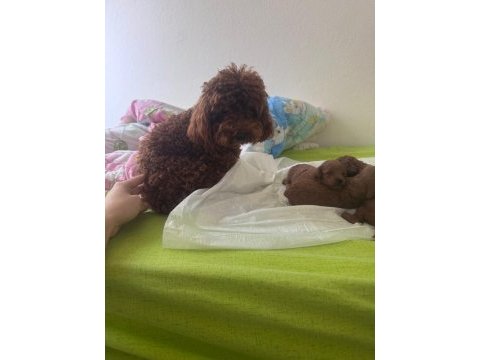 Dünyalar tatlısı küçük ırk poodle yavrular