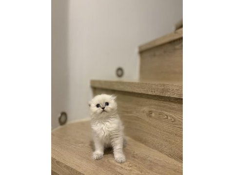 Scottısh fold longhaır yavrularım 