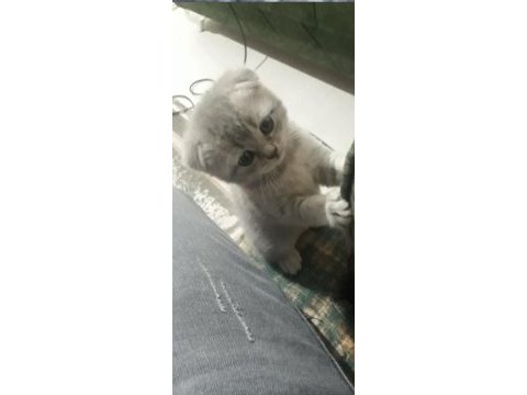 British shorthair scottish fold yavrular