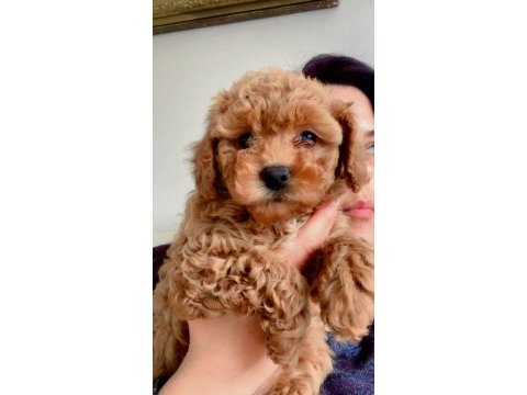 2 aylık erkek toy poodle yavrularım yeni yuvaya hazır