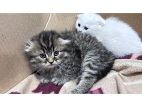 Scottish fold yavrular