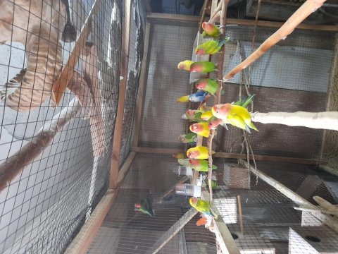 Sevda papağanlarımız