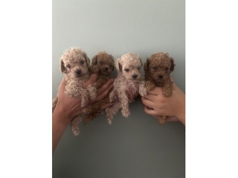 Toy poodle ırk garantili dişi erkek