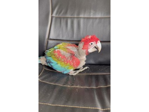 Kırmızı 45 günlük bebek macaw