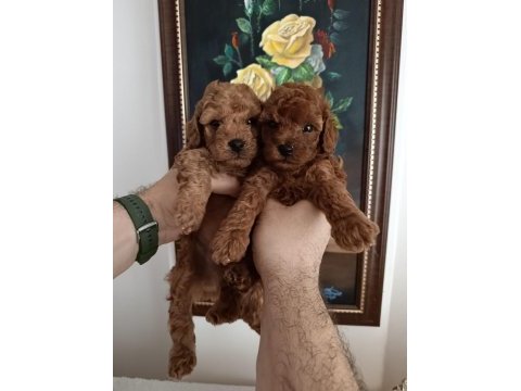 Safkan red brown toy poodle yavrular üst kalite