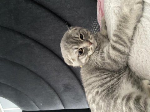 6 aylık scottish fold