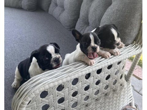 2 aylık french bulldog yavruları