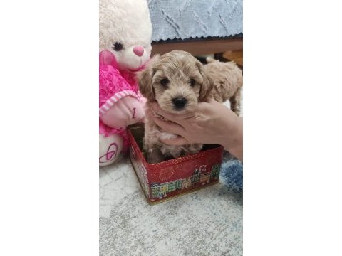 Erkek maltipoo