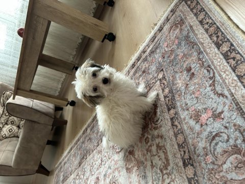 4.5 aylık dişi maltipoo
