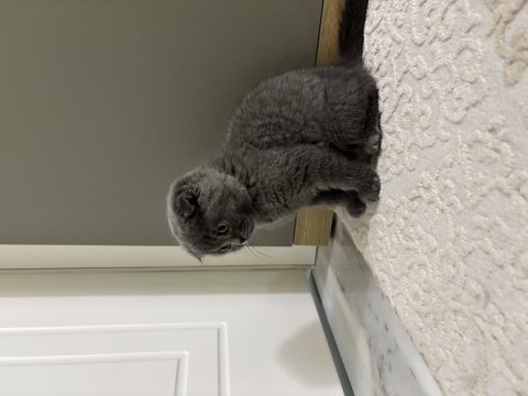 Scottish fold 2 aylık