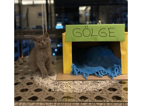 3 aylık british shorthair karma aşıları tamamlanmıştır