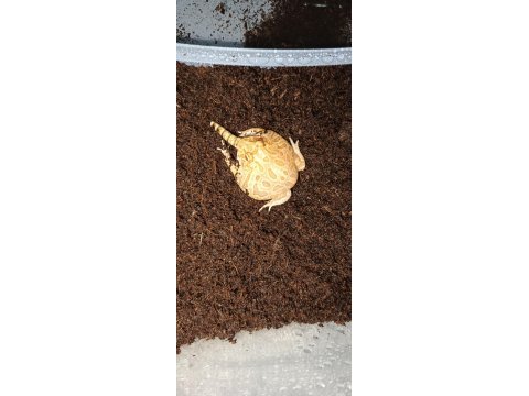 Strawberry pacman frog
