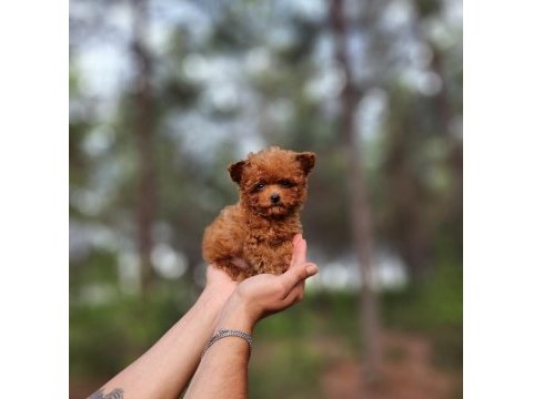 Toy poodle köpekleri antalya