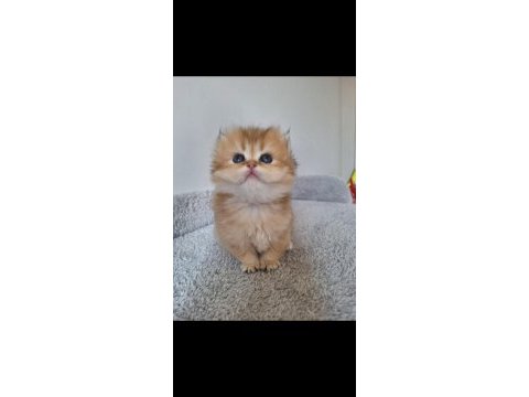 Ny11 dişi british longhair