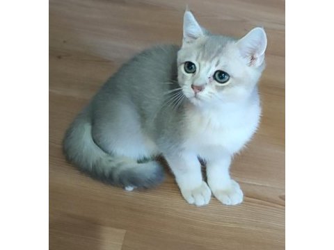 Şafkan british shorthair