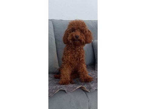 Pafuduk pafuduk poodle yavrular sizleri bekliyor