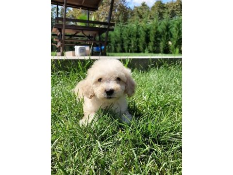 Ruhsatli çiflikten maltipoo yavrulari 