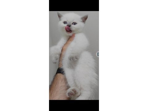 British shorthair yavrumuz