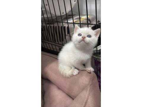 Yakışıklı british shorthair prenslerim