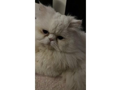 Çiftleştirme persian