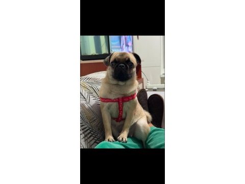1.5 yaşında akıllı pug