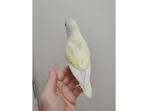 Oyun hamuru cremino sevda papağanı