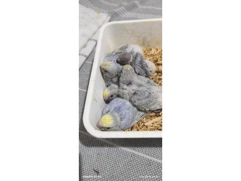 Kaliteli muhabbet kuşu eş perçemli erkek