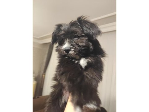 Süs köpeği