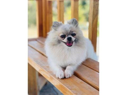 Pomeranian boo teslime hazır