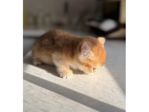 Ny11 golden harika kalite golden british shorthair