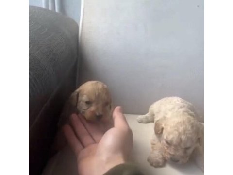 Maltipoo bebekler