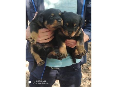 Rottweiler yavrular