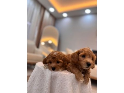 Sevimli maltipoo yavrularımız