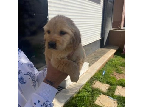 Golden retriever yavrular a kalite küt burun