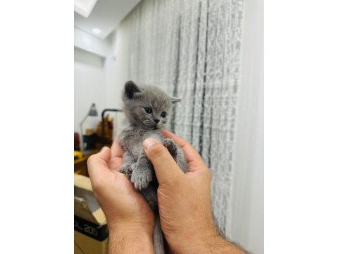 1.5 aylık yavru british shorthair