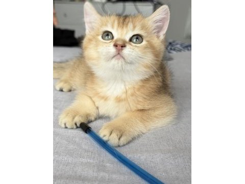 Ny11 safkan british shorthair golden bebek