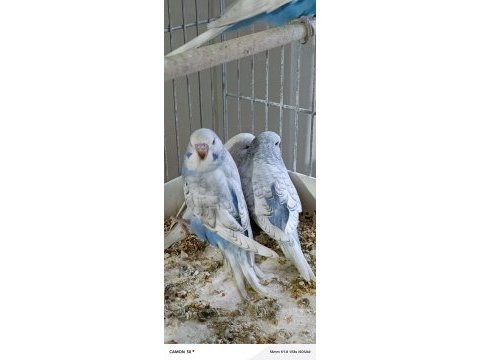 Muhabbet kuşu yavruları sahiplendirme