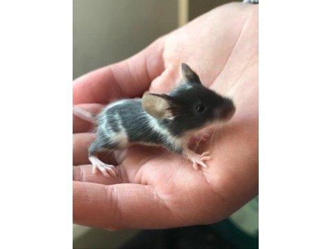 Lab - rat - dumbo rat - panda mice adrese teslim mevcut