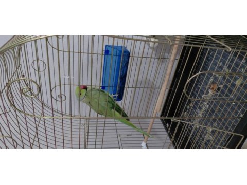 Pakistan papağanı