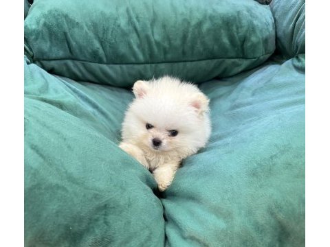 Pomeranian erkek