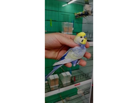 Rainbow damızlık erkek muhabbet kuşları.