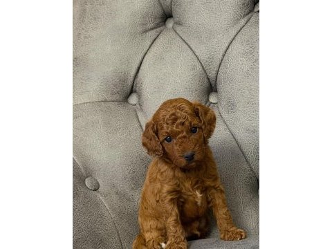 Her bütçeye poodle