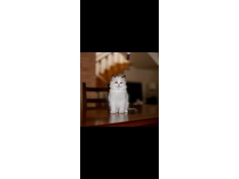 Asaletli ragdoll 