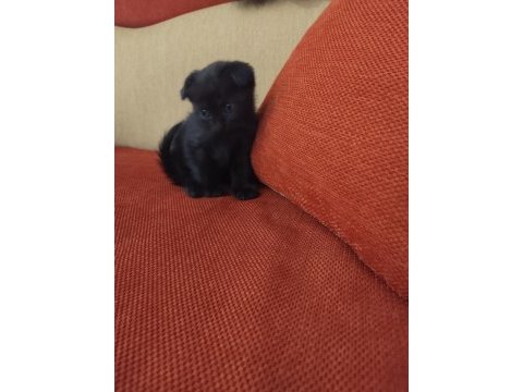 Scottish fold ve straight yavrular hazır
