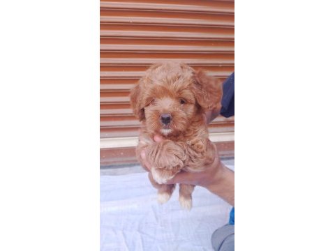 Safkan maltipoo bebek