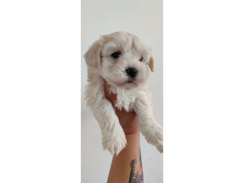 Maltese dişi köpeği