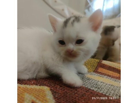 British shorthair pembe patiler