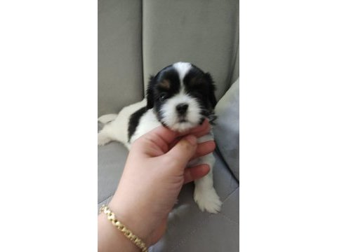 Yavru shih tzu çok uygun fiyatlı