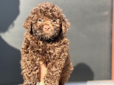 Petmode köpek çiftliğinden chocolate toy poodle