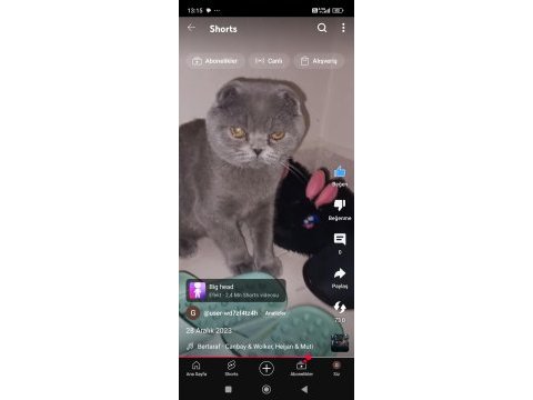 1 yaşında scottish fold erkek